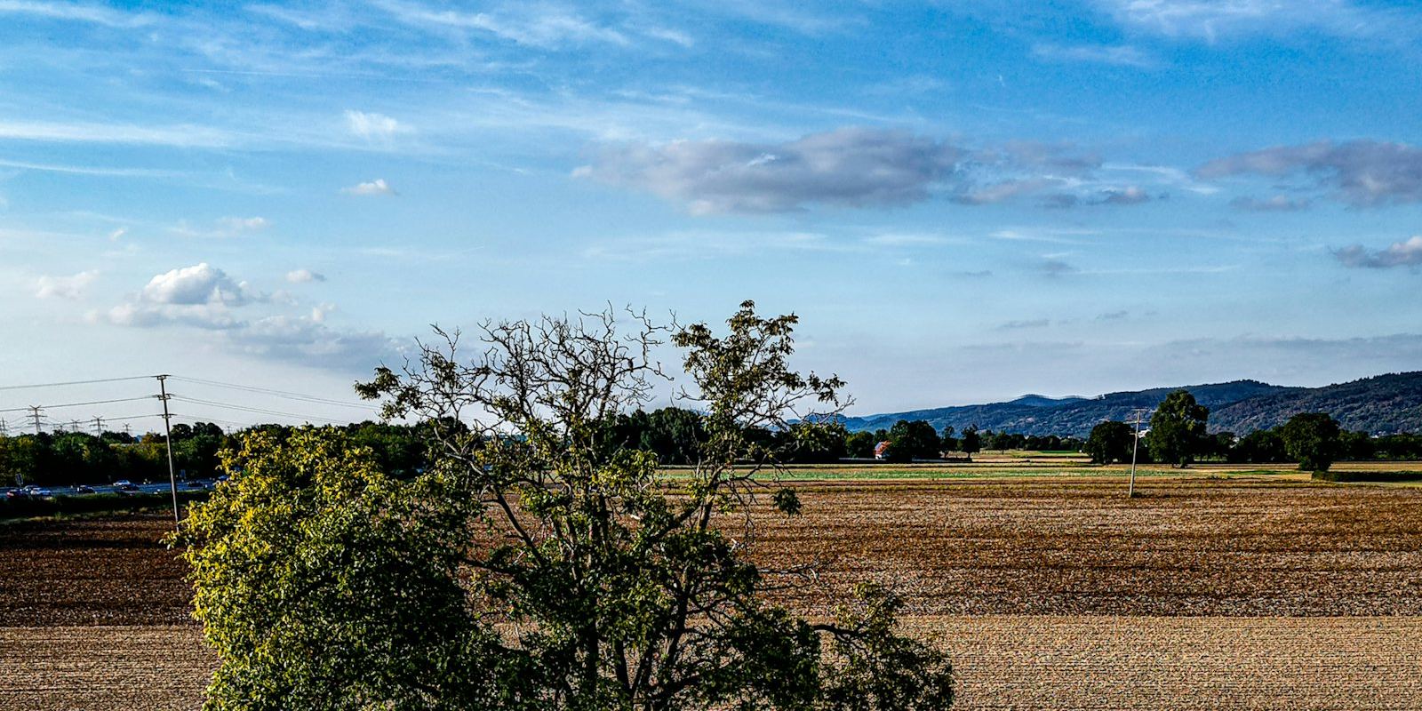 A single tree standing in a broad stubble field under open sky.