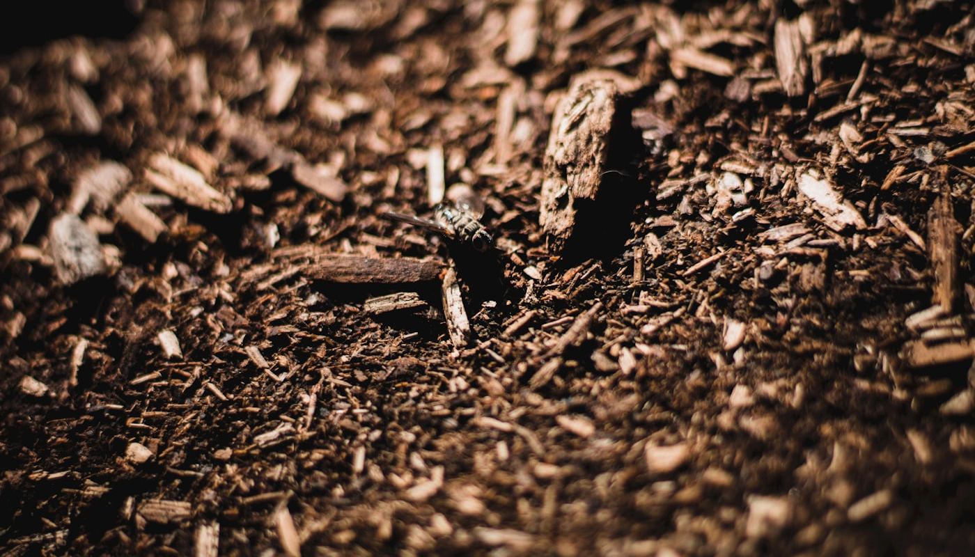 Close view of shredded woody organic material and mulch.