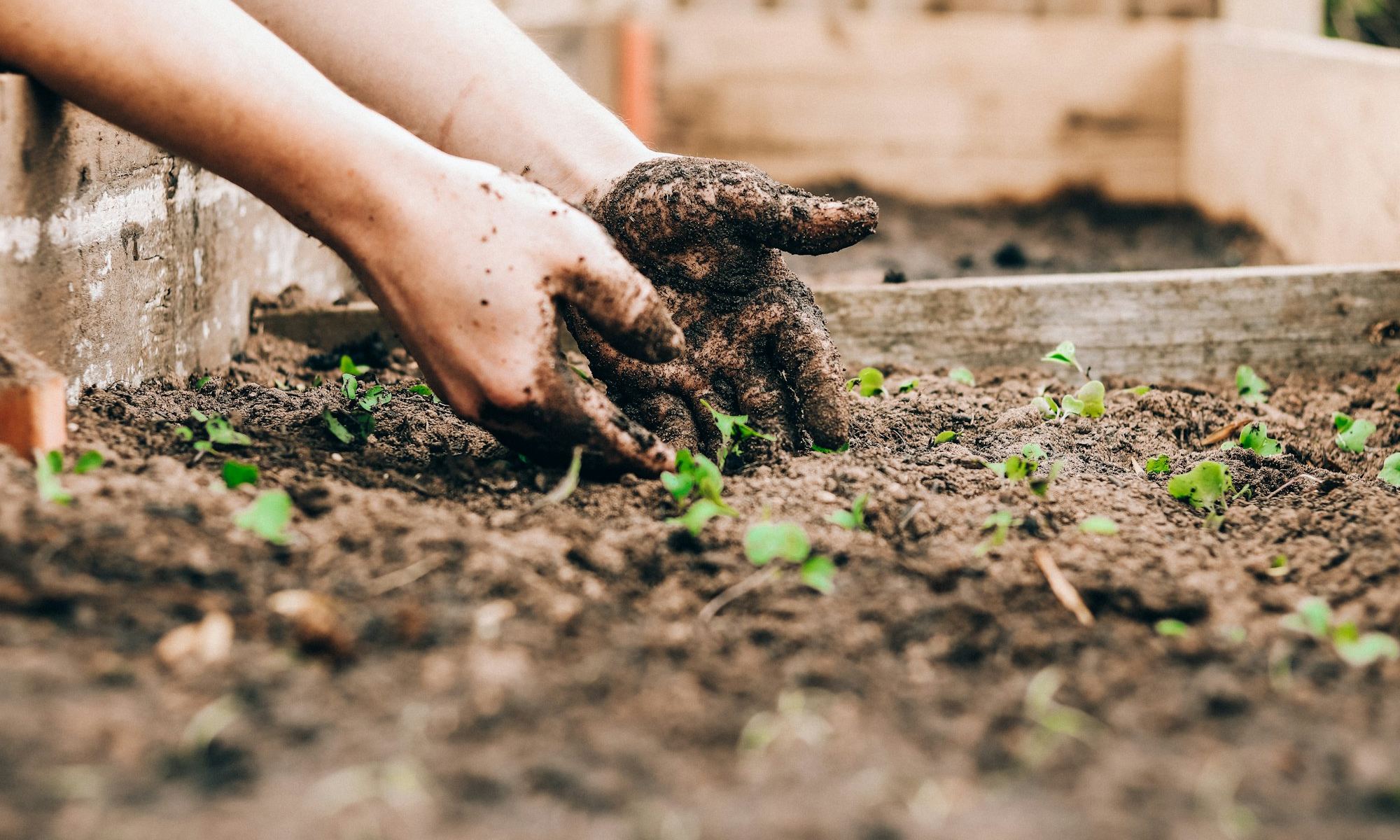 Hands working dark soil around a row of young green seedlings.