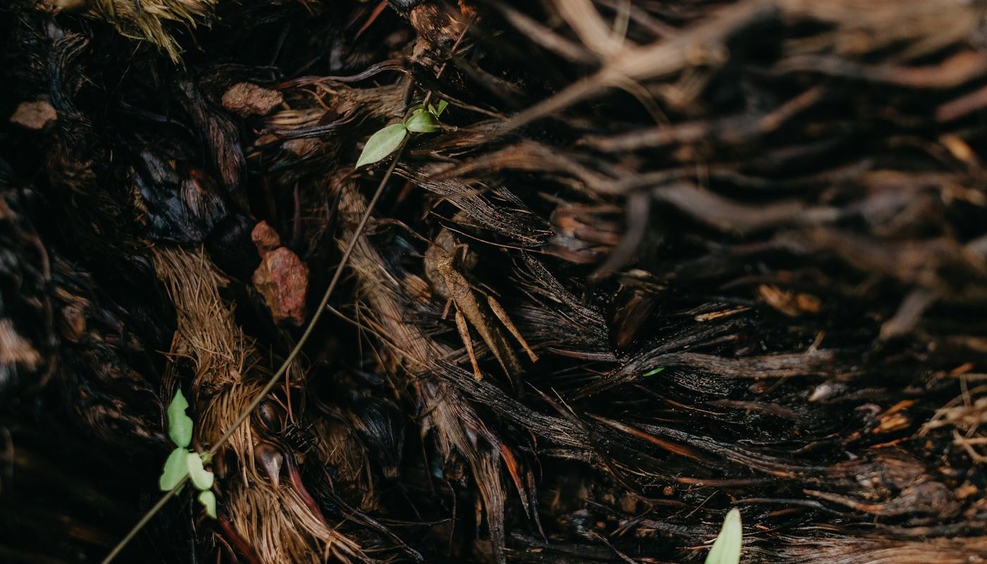 Fine roots and decaying plant fibre with new green shoots pushing through.